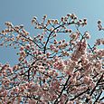 201003130 永代橋の桜･隅田川･豊洲 023